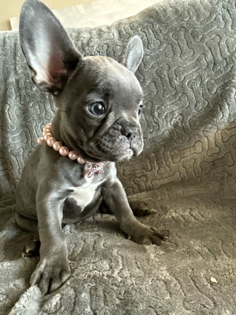 Hattie | Blue French Bulldog Female | Available | The Princess