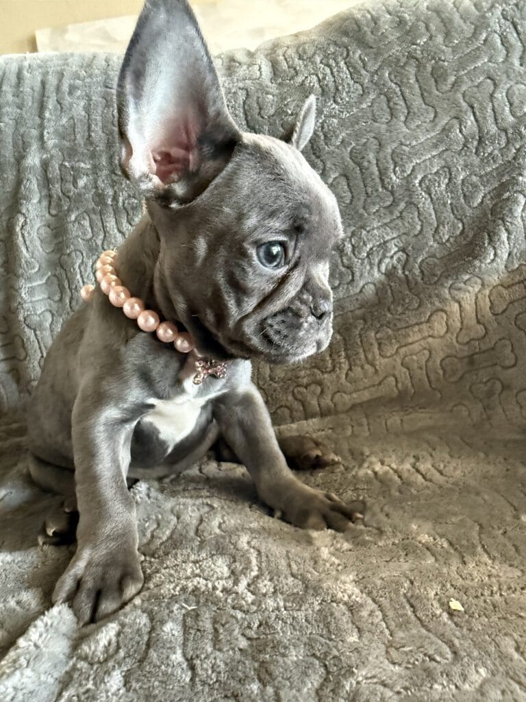 Hattie | Blue French Bulldog Female | Available | The Princess