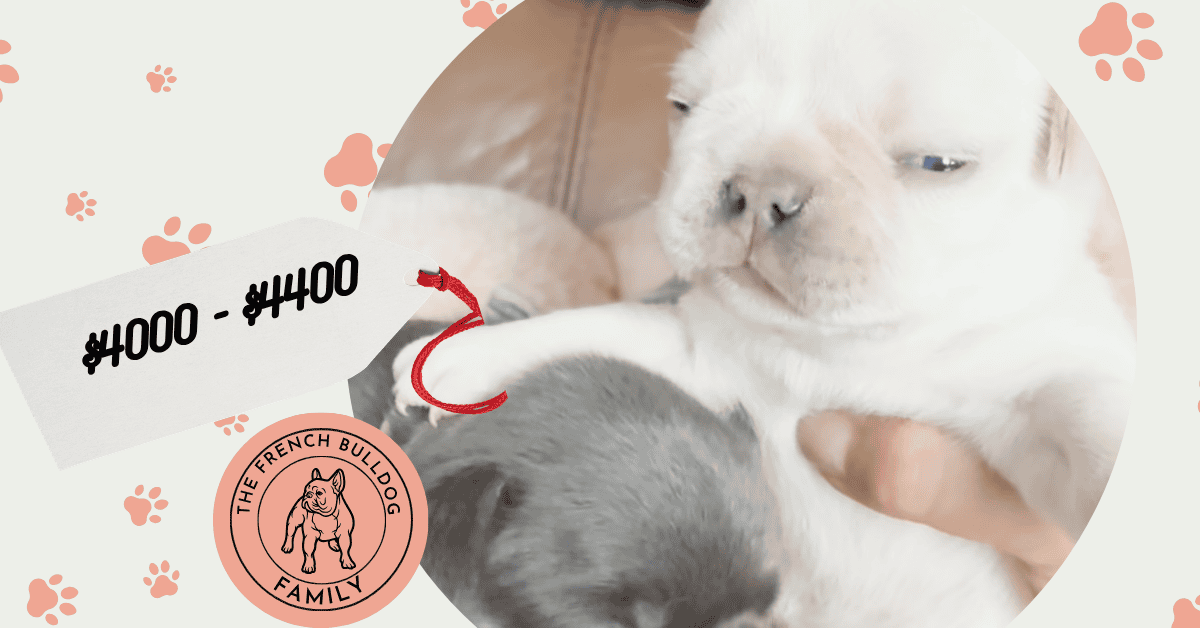 Peaches & Rowdy French Bulldog Litters | Born Mar 20th | Pup ready in May, 2026