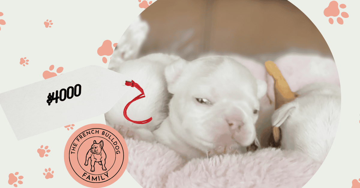 Rowdy & Poppy Frenchie's parents