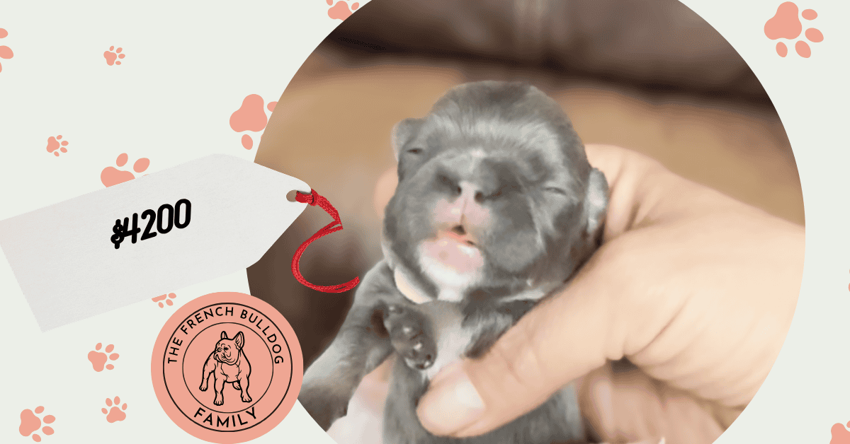 Diamond & Rowdy French Bulldog Litters | Due Mar 31st | Pup ready in June, 2026