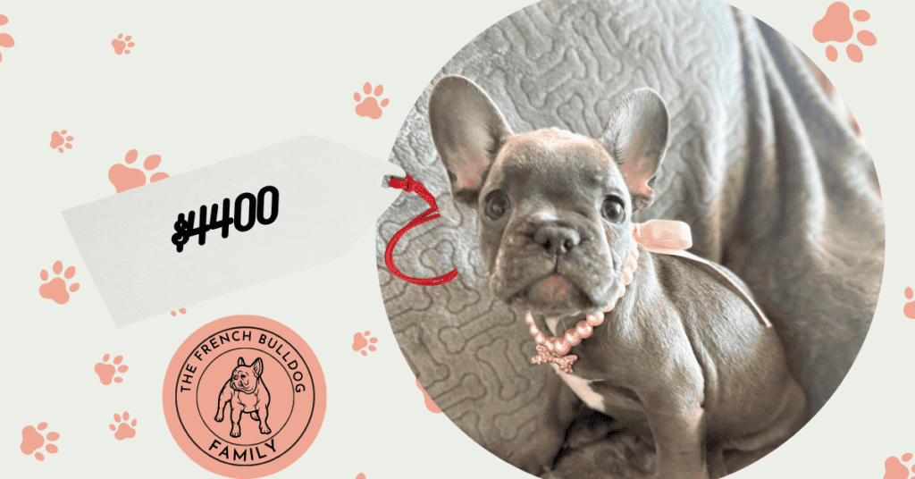 Hattie | Blue French Bulldog Female | Available | The Princess