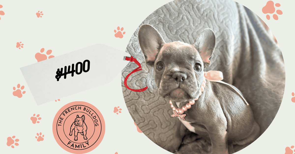 Hattie | Blue French Bulldog Female | Available | The Princess