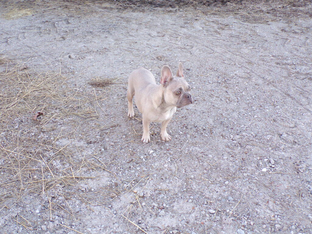 Belle Frenchie's parents