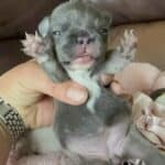 Diamond & Rowdy French Bulldog Litters | Due Mar 31st | Pup ready in June, 2026