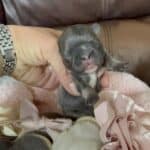 Diamond & Rowdy French Bulldog Litters | Due Mar 31st | Pup ready in June, 2026