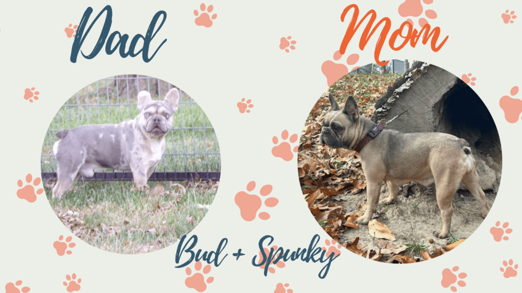 Spunky & Bud French Bulldog Litters | April 29th | Pup ready in July, 2026