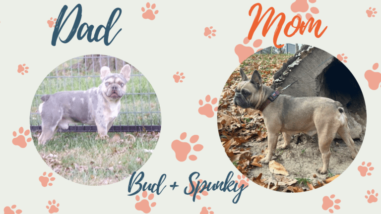 Spunky & Bud French Bulldog Litters | April 29th | Pup ready in July, 2026