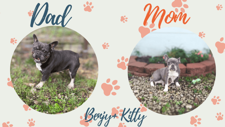 Kitty & Benjy French Bulldog Litters | Due May 1st | Pup ready in July 10th, 2026