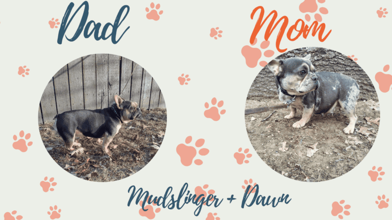 Dawn & Mudslinger French Bulldog Litters | Due May 1st | Pup ready in July 10th, 2026