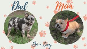 Bo & Zoey Frenchies parents