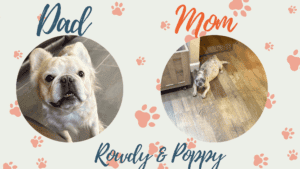 Rowdy & Poppy Frenchies parents