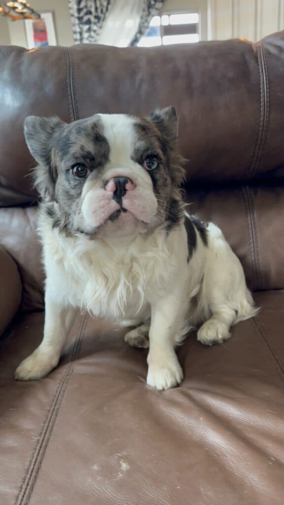 Fluffy Frenchies parents