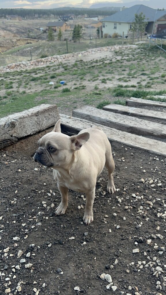 Fiona Frenchies parents