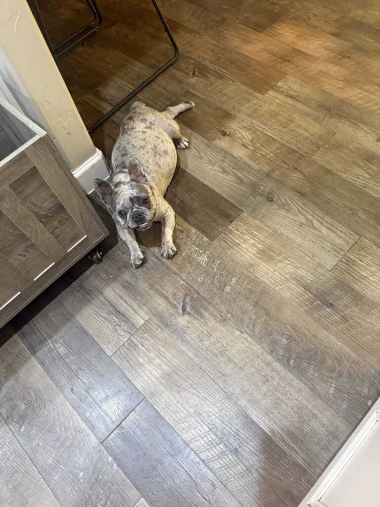 Poppy Frenchies parents