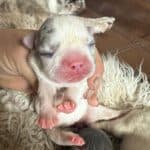 Rowdy & Poppy Frenchie's parents