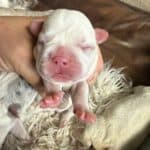 Rowdy & Poppy Frenchie's parents