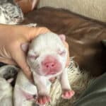 Rowdy & Poppy Frenchie's parents