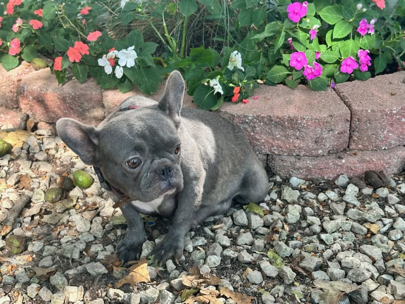 Macie Frenchie's parents