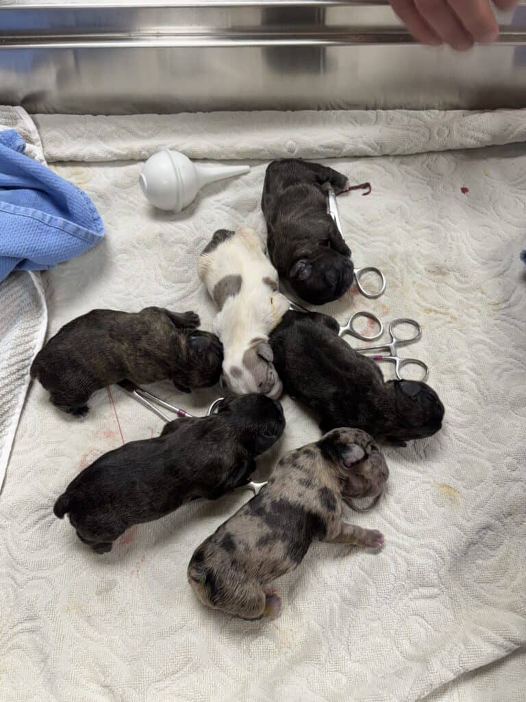 Nicole | Brindle French Bulldog Female | Available May 24th, 2026