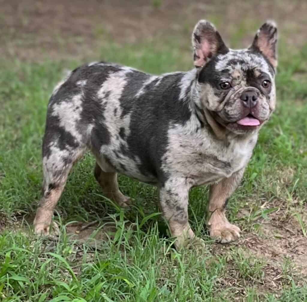 Bo Frenchies parents