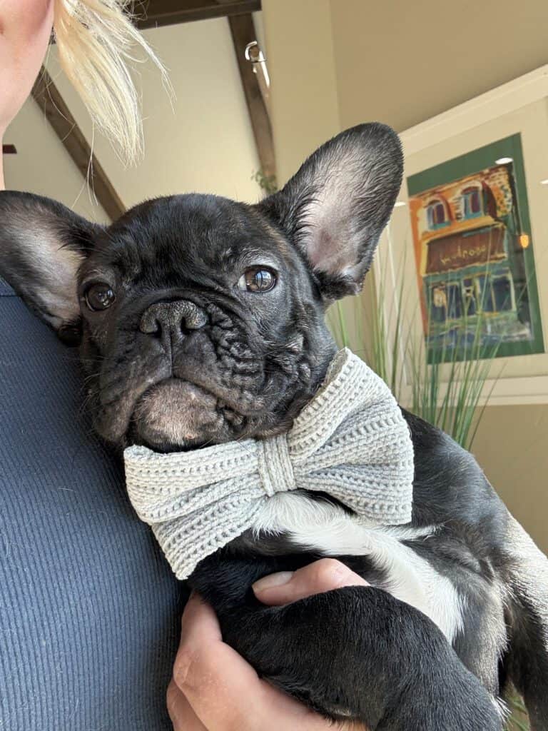 Cooper | Brindle French Bulldog Male | Available Now