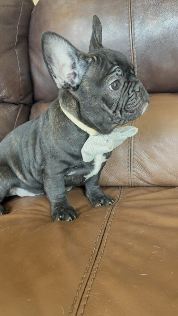 Cooper | Brindle French Bulldog Male | Available Now