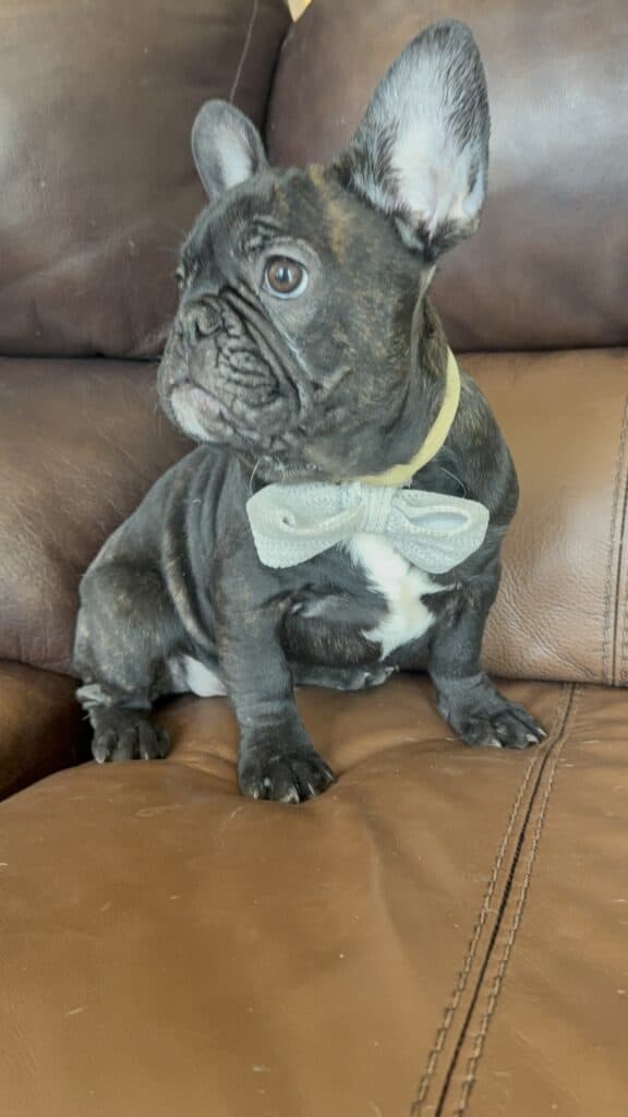 Cooper | Brindle French Bulldog Male | Available Now