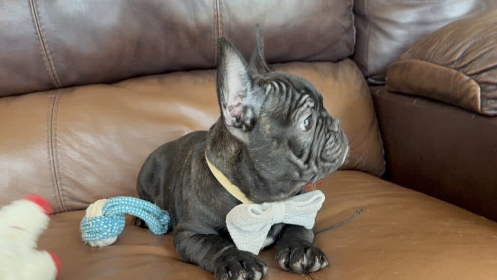 Cooper | Brindle French Bulldog Male | Available Now