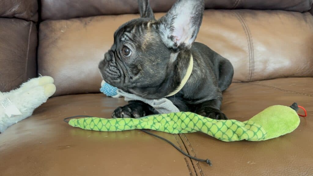 Cooper | Brindle French Bulldog Male | Available Now