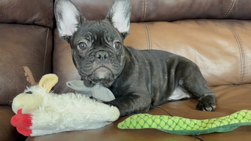 Cooper | Brindle French Bulldog Male | Available Now