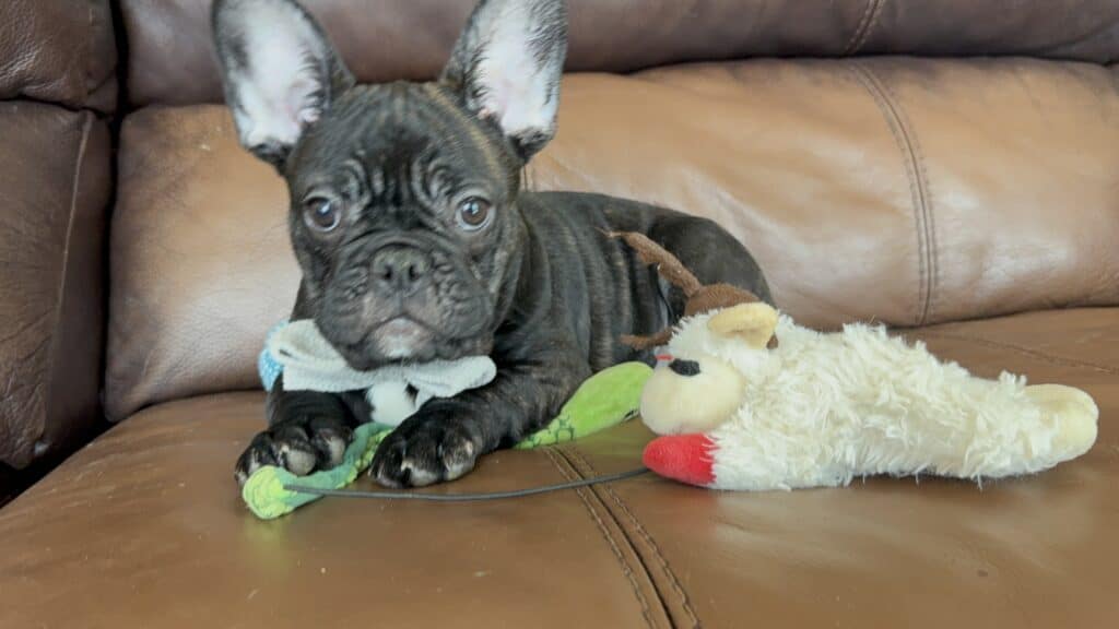 Cooper | Brindle French Bulldog Male | Available Now