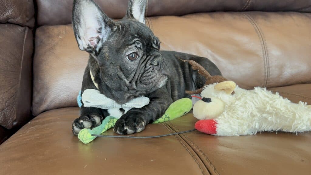 Cooper | Brindle French Bulldog Male | Available Now