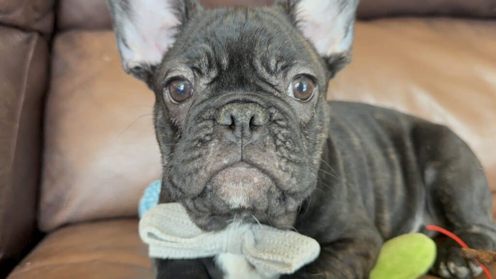 Cooper | Brindle French Bulldog Male | Available Now