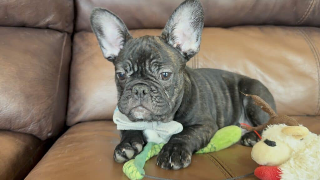 Cooper | Brindle French Bulldog Male | Available Now