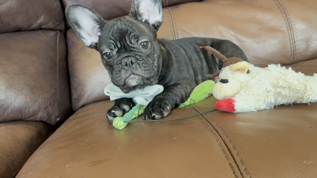 Cooper | Brindle French Bulldog Male | Available Now