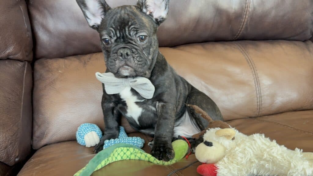 Cooper | Brindle French Bulldog Male | Available Now