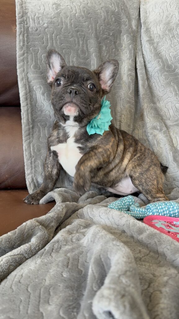 Estelle | Reverse Brindle French Bulldog Female | Available Now