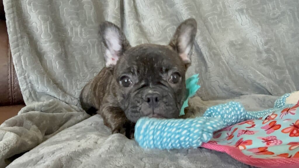 Estelle | Reverse Brindle French Bulldog Female | Available Now