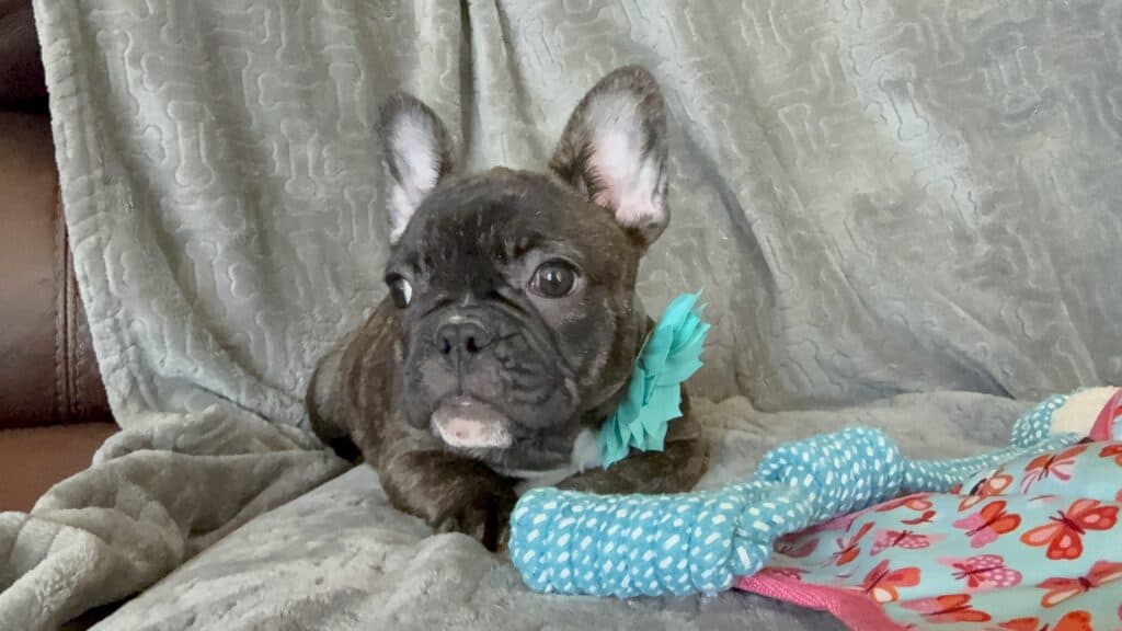 Estelle | Reverse Brindle French Bulldog Female | Available Now