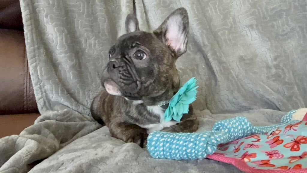 Estelle | Reverse Brindle French Bulldog Female | Available Now