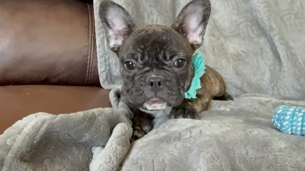 Estelle | Reverse Brindle French Bulldog Female | Available Now