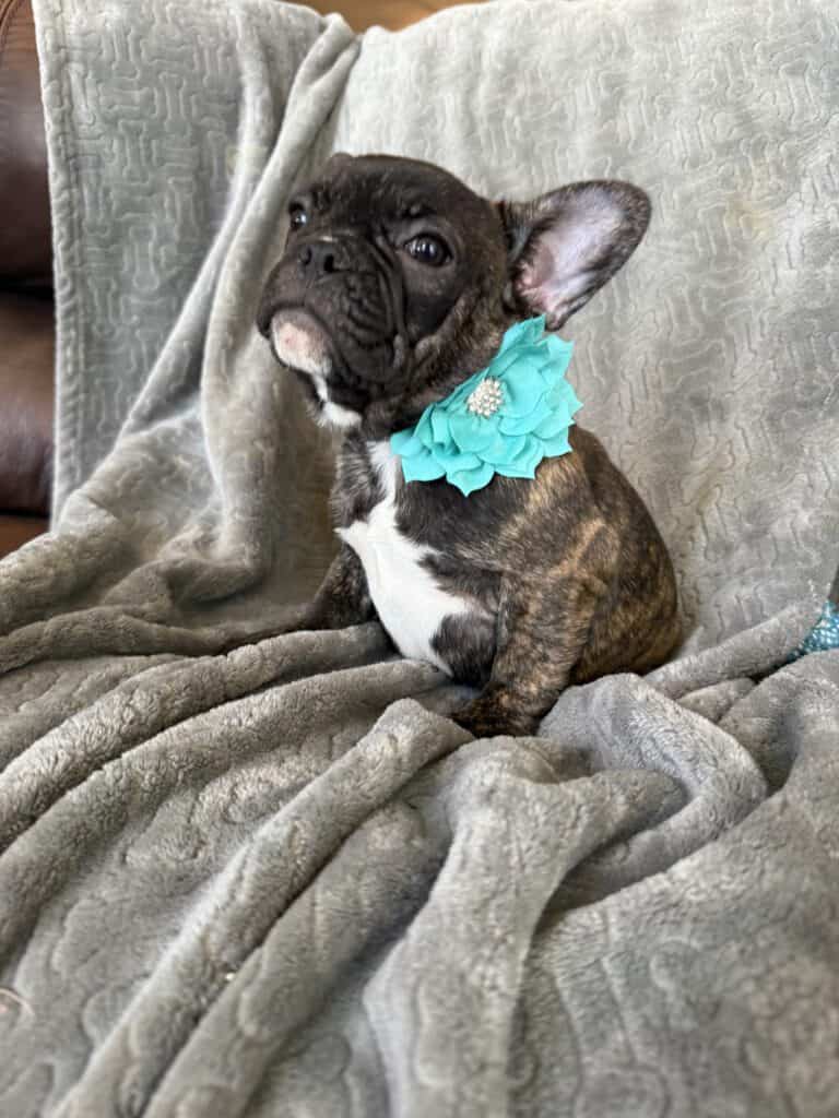 Estelle | Reverse Brindle French Bulldog Female | Available Now