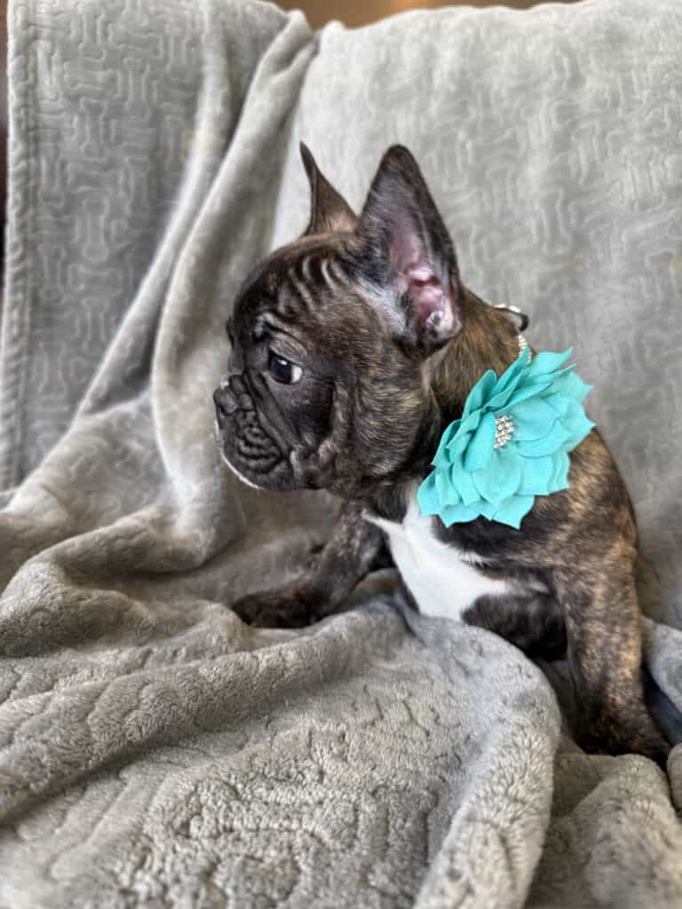 Estelle | Reverse Brindle French Bulldog Female | Available Now
