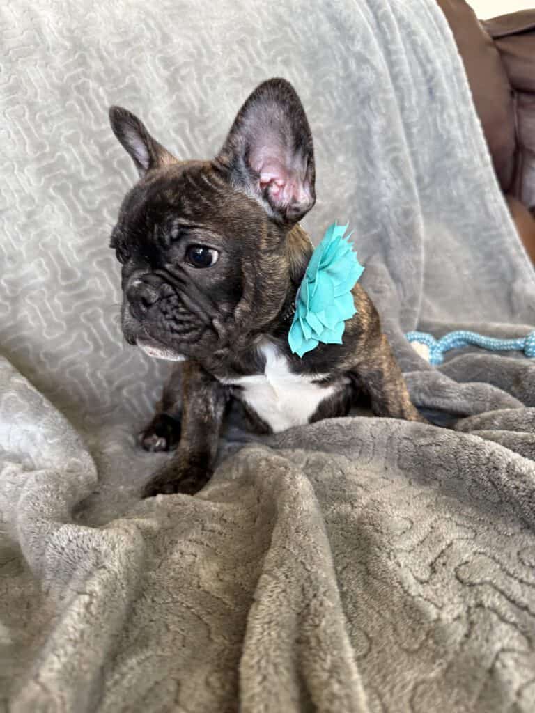 Estelle | Reverse Brindle French Bulldog Female | Available Now
