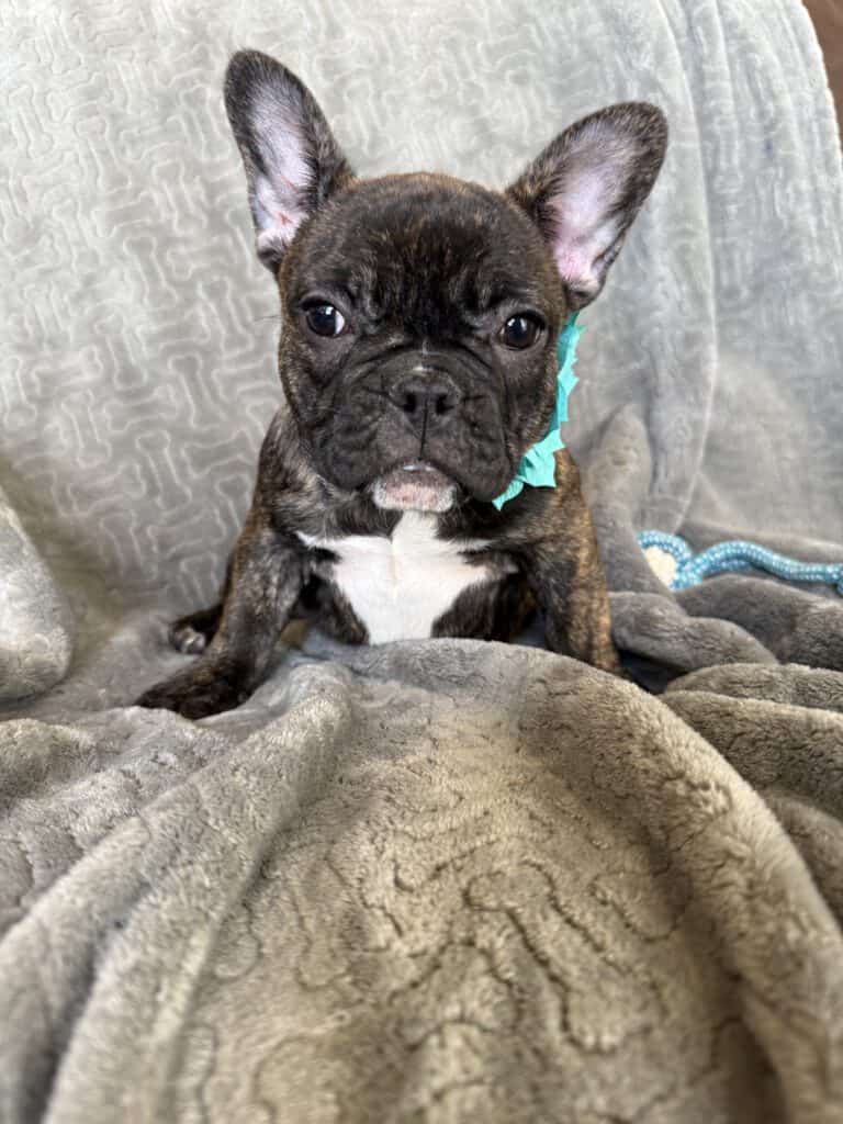 Estelle | Reverse Brindle French Bulldog Female | Available Now