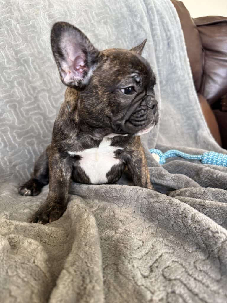 Estelle | Reverse Brindle French Bulldog Female | Available Now