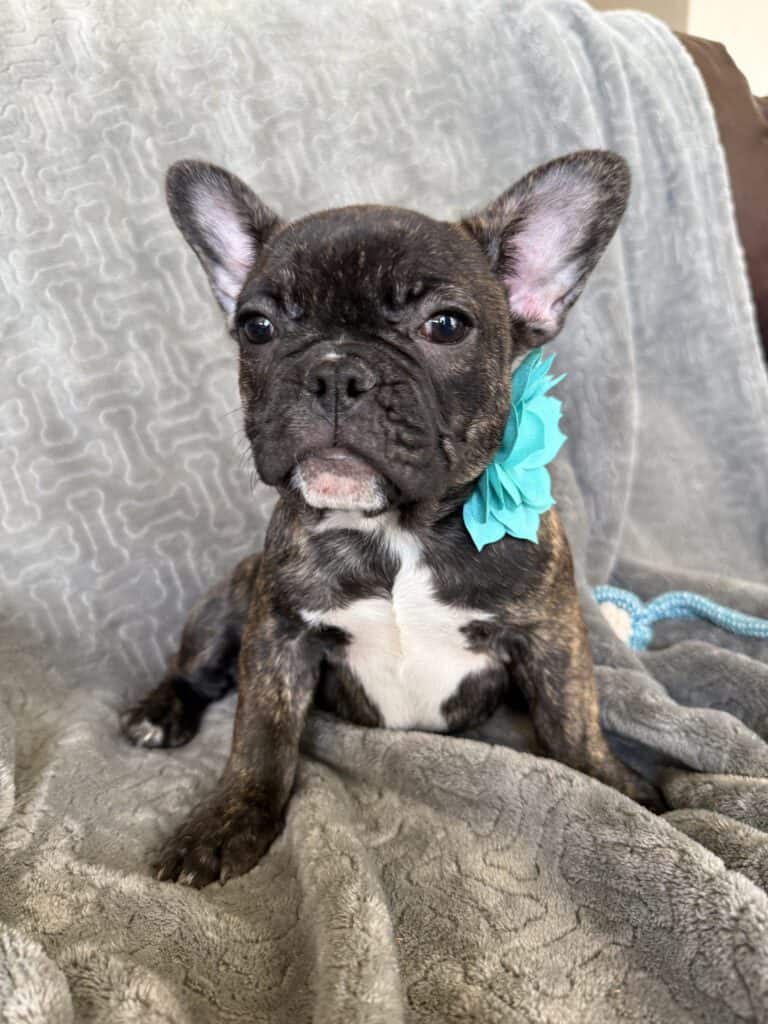 Estelle | Reverse Brindle French Bulldog Female | Available Now