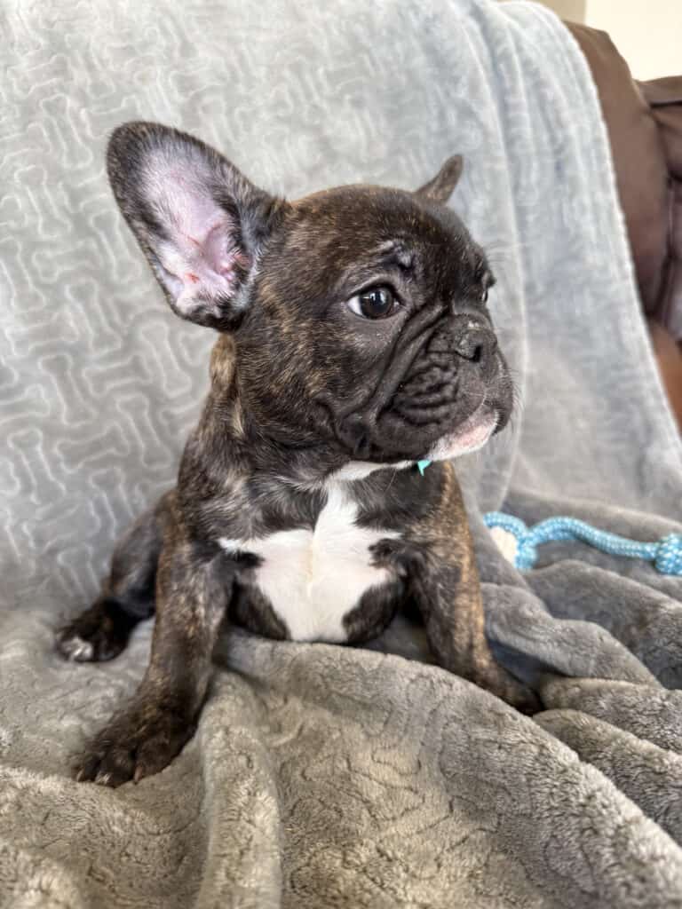 Estelle | Reverse Brindle French Bulldog Female | Available Now