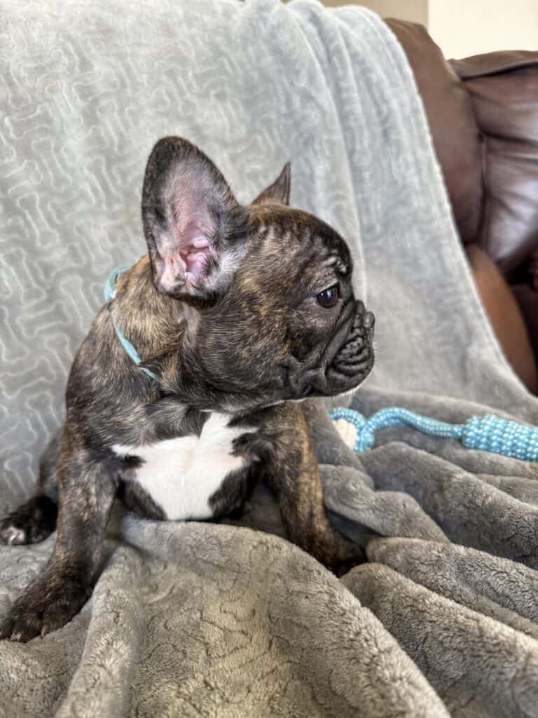 Estelle | Reverse Brindle French Bulldog Female | Available Now
